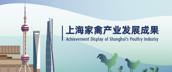 上海家禽产业发展成果