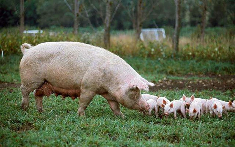 2023年10月17日全国各省市种猪价格报价表，四季度仔猪或进一步下跌，能繁母猪产能有望去化加速？