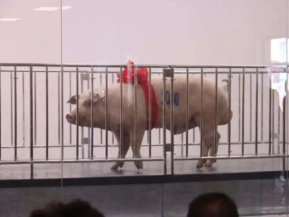 3.8万元！武汉金龙集团长白种公猪荣获本届全国种猪拍卖会“标王”!