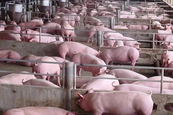 生猪产能去化、二次育肥火热...第四季度行情或将向好发展？