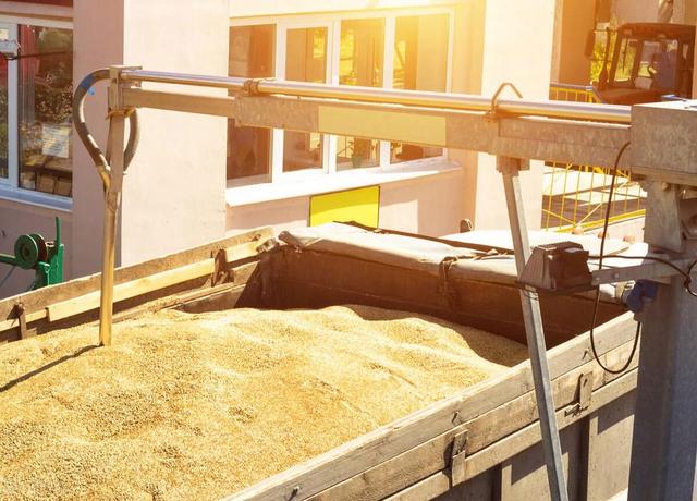 玉米已跌得不成样了，中国却大手笔进口小麦意欲何为？