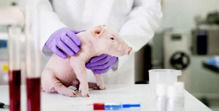 69处基因编辑，猪肾移植食蟹猴存活758天