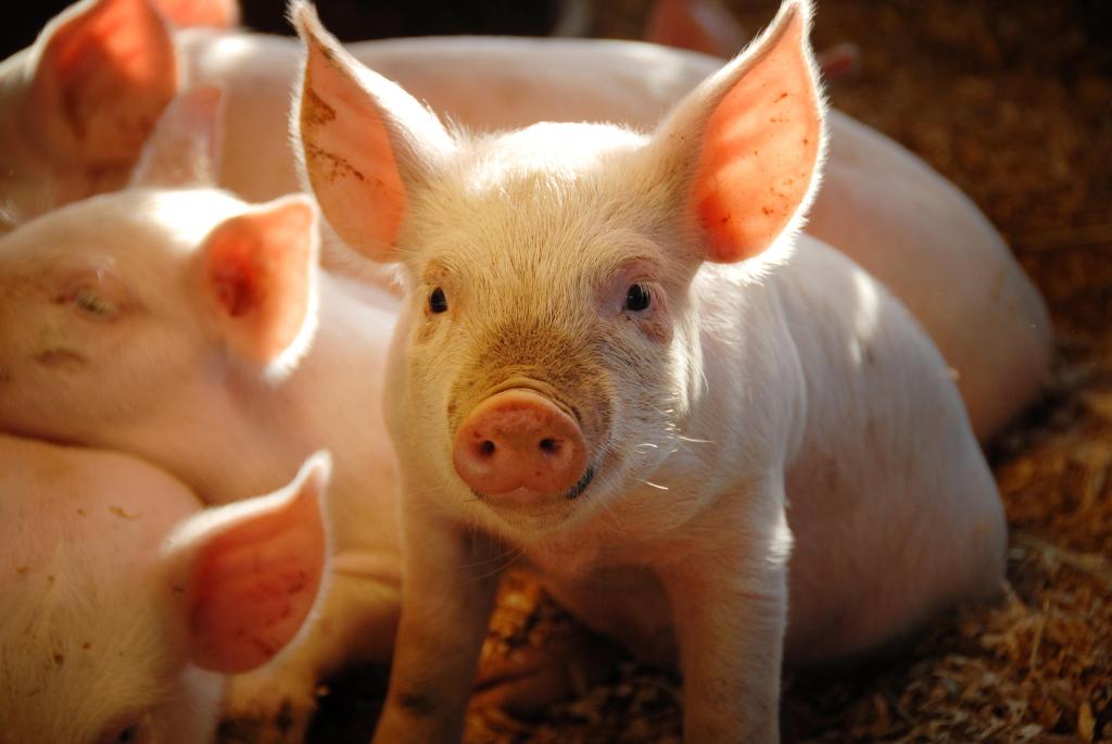 生猪行业“理性”情绪增加 预计四季度猪价高点或触及18.0元／公斤