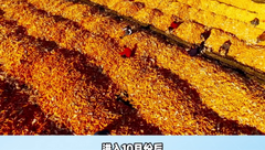 玉米价格跌至1.25元/斤！拐点何时出现？