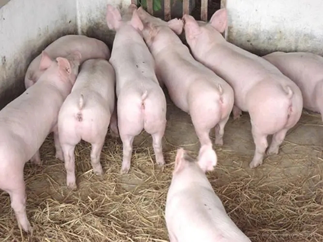 如何让猪快速增肥？让猪增肥增重的十种小技巧！