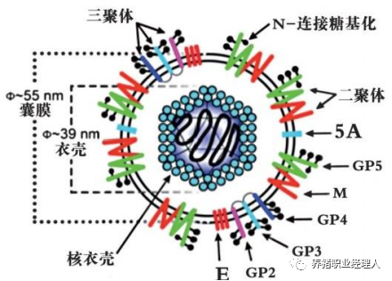PRRSV 病毒粒子结构图