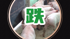 10月26日生猪价格：上涨“昙花一现”，消费需求始终萎靡不振，猪价或将低位运行！