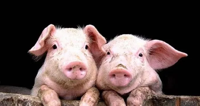 五部门联合发布，2023年9月及前三季度全国生猪产品数据