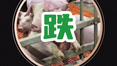 10月27日生猪价格：全面下跌！生猪卖压风险陡增！后市如何？