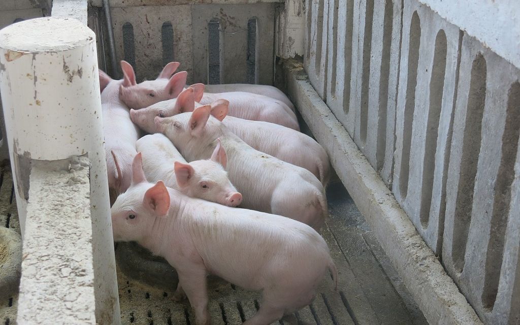 口蹄疫（FMD）是由口蹄疫病毒引起的、几乎可以感染所有偶蹄动物（猪牛羊等）的一种急性、热性、高度接触性的烈性传染病。