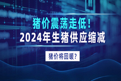 猪价震荡走低！2024年生猪供应缩减，猪价将回暖？