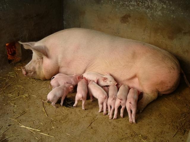 母豬和小豬