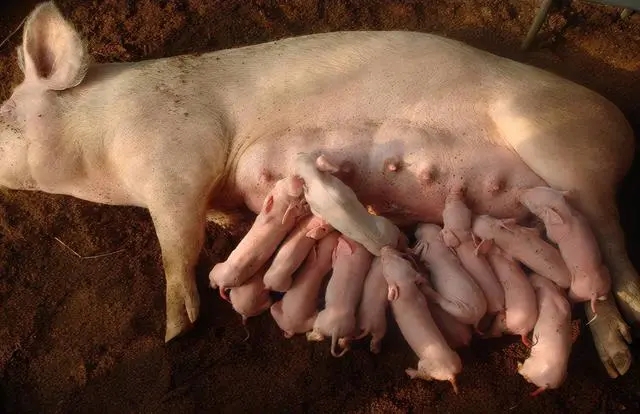 养猪人必看，猪母猪分娩护理的关键点！