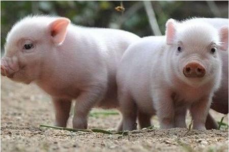 建议养猪人都看看这个英国养猪部门的仔猪添膘攻略！