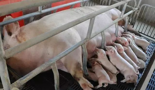 养殖省心又赚钱！做好以下几点仔猪成活率高达90%？