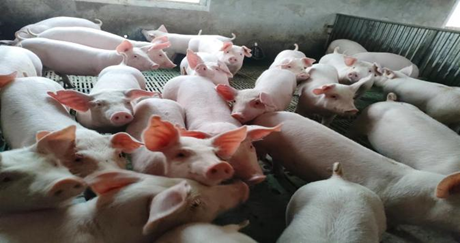 影响育肥猪生长的因素，您了解吗？一定要重视育肥猪饲养与管理