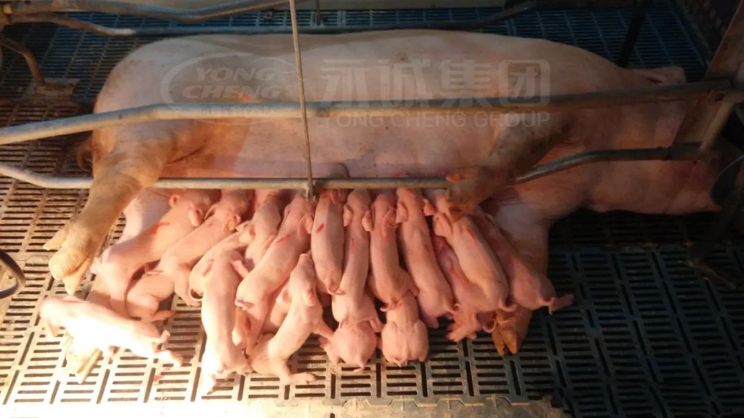 如何降低生产母猪的非生产天数？这些做法可助力猪场实现降本增效！