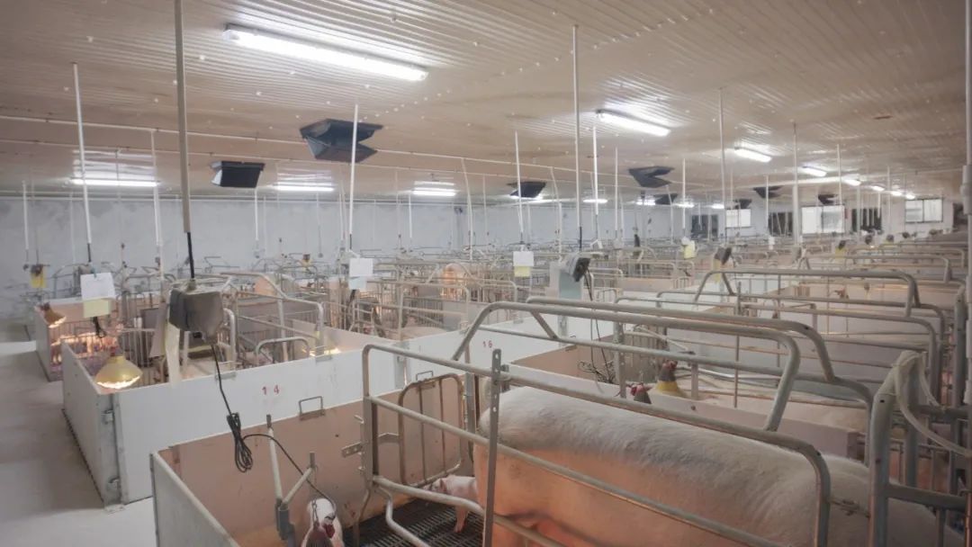 如何降低生产母猪的非生产天数？这些做法可助力猪场实现降本增效！