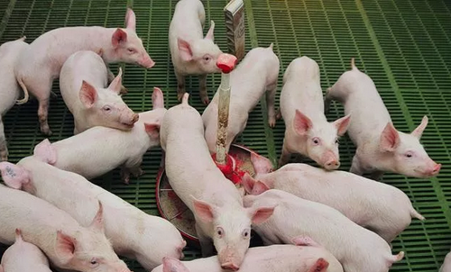 断奶仔猪发生腹泻的原因分析与解决方案