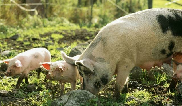 多年养猪人细谈母猪产后不食原因！