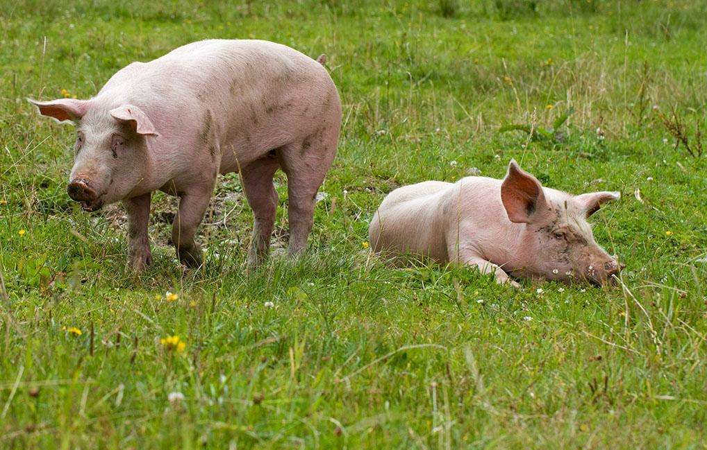 除了外科损伤外，猪关节肿胀还与传染性疾病有关？