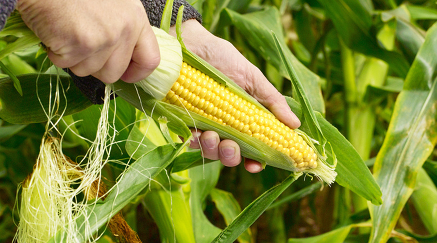运用感官也能“测定”玉米含水量，学会能帮大忙！