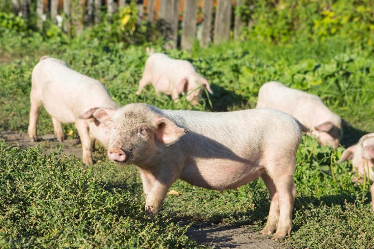 养猪怎么提高饲料转化率，降低饲料成本？