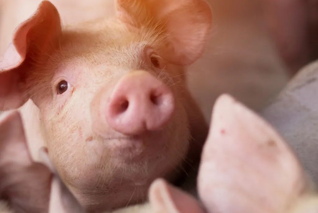 三大猪企10月生猪销量同比均增长，温氏股份增幅最大