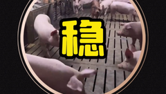 11月8日生猪价格：稳定为主！短期供需博弈激烈，但需警惕后市有下滑风险！