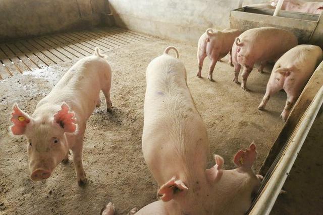 猪瘟流行时期，除了消毒杀菌和药物预防外，圈舍饲养密度也很重要！