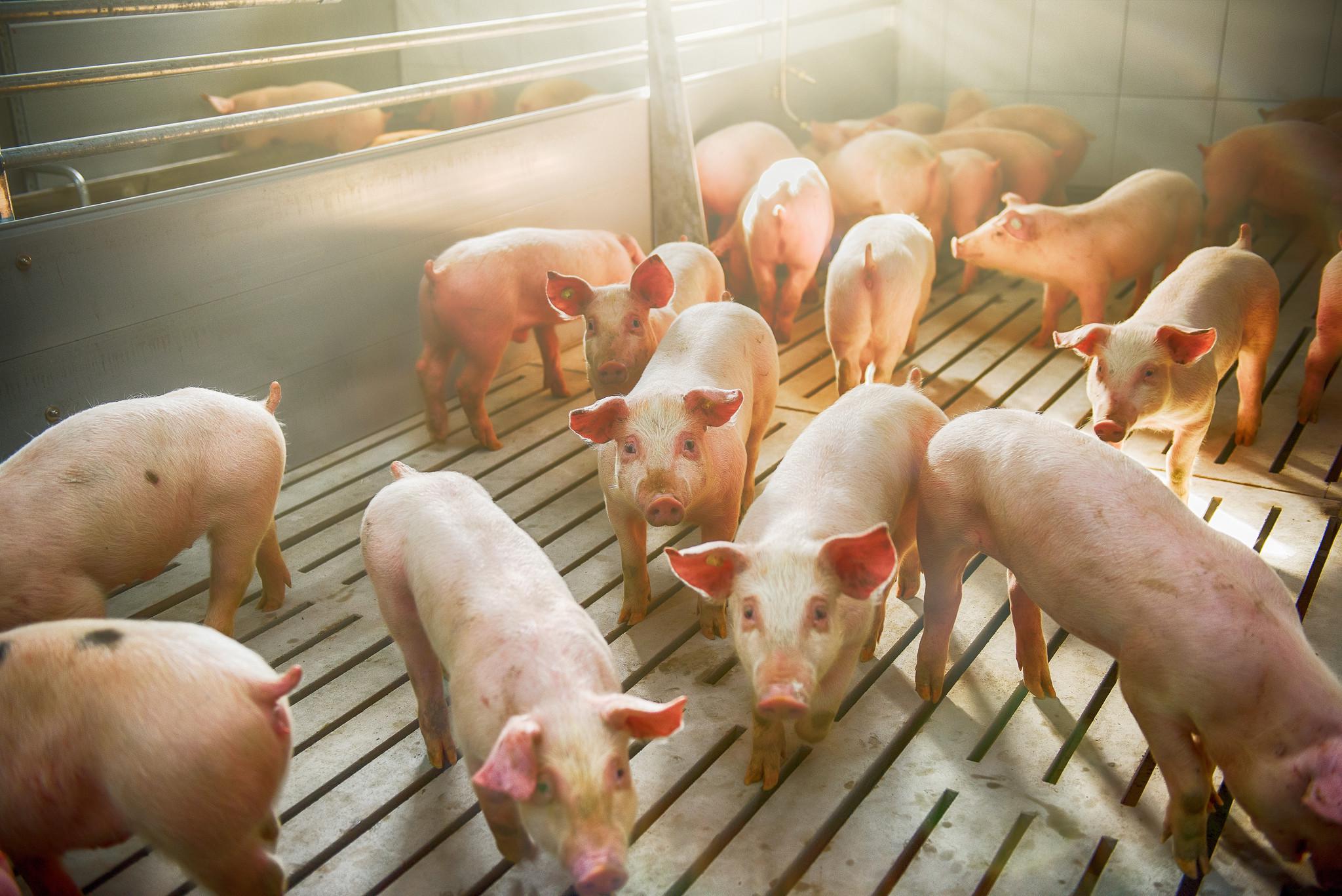 上市猪企10月成绩单来了 肉猪销售均价同比下降