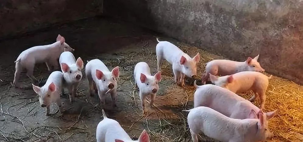 秋冬季猪饲料这样调整，可减少饲料浪费！