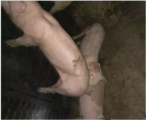生猪