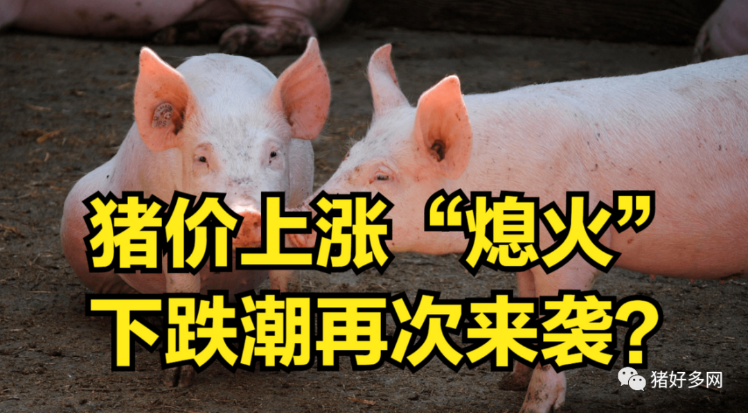 猪价走势