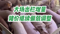 11月9日生猪价格：集团略加量出栏，白条销售一般，猪价稳中伴跌！