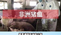 重磅！香港猪场发现非洲猪瘟，将全部销毁！