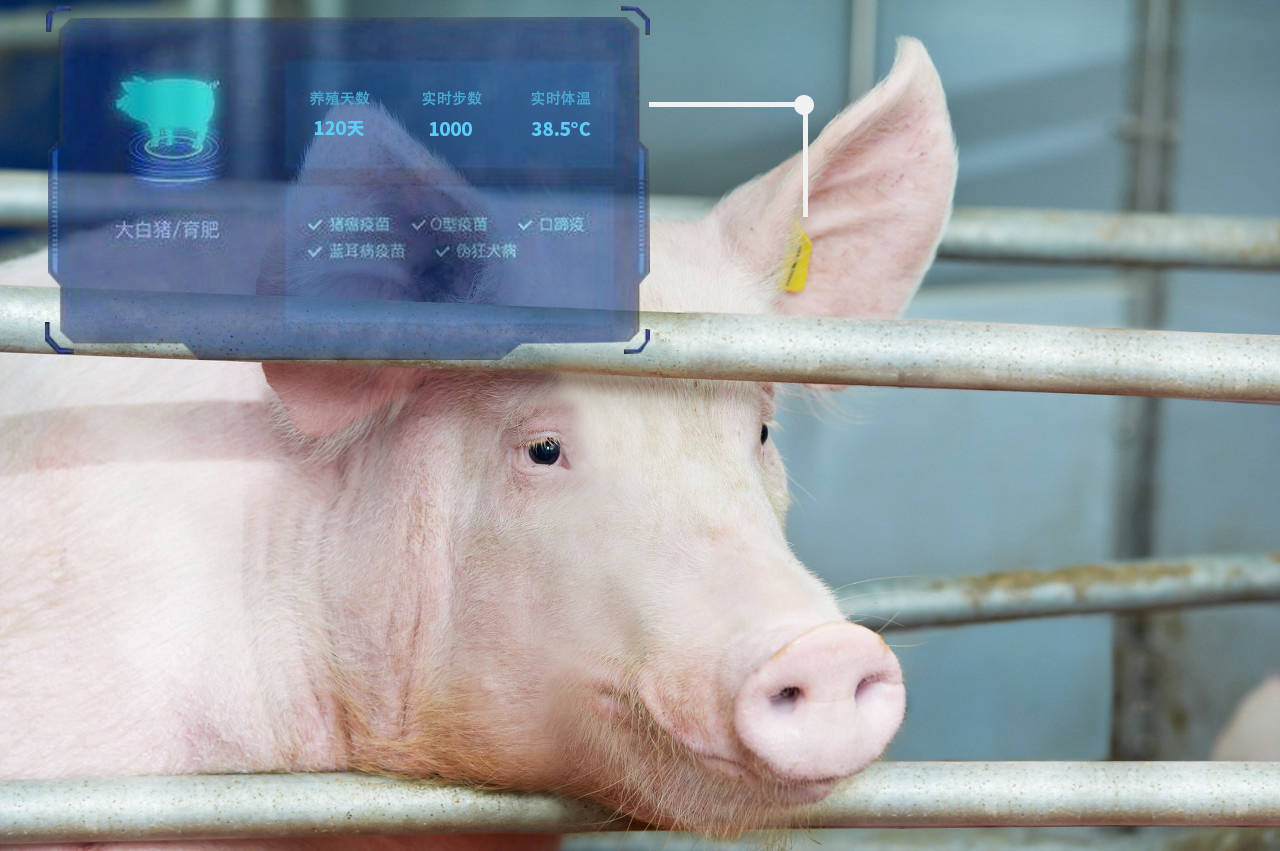 物联网技术在生猪养殖中的应用