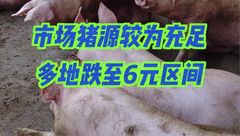 11月10日生猪价格：养殖端降价出栏增多，市场情绪差，多地猪价跌入6元区间！