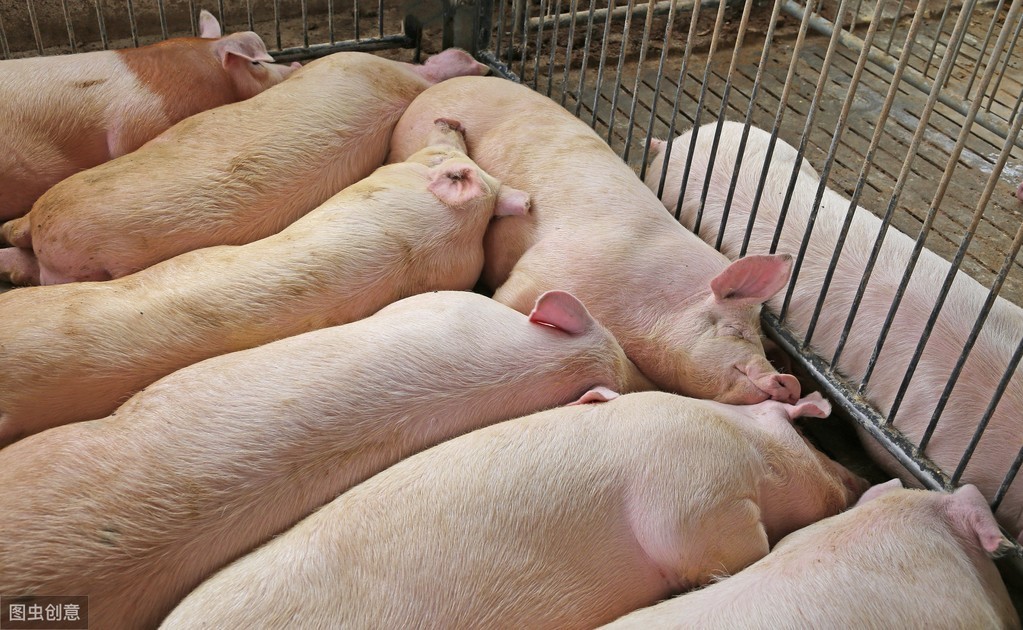 通过离猪场很近的装猪台感染机率有85％的机会?