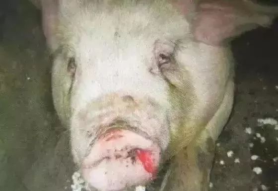 遇上这种情况猪场损失大！可能引发的猪急性死亡，口鼻流血！