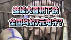 11月11日生猪价格：连跌模式开启！短期供应依旧偏强，何时能够反转？