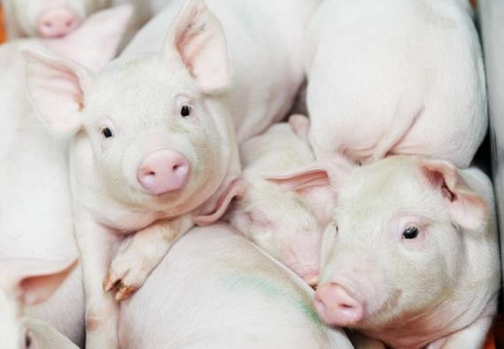 为何你的猪场哺乳仔猪死亡率高?哺乳仔猪死亡的原因分析