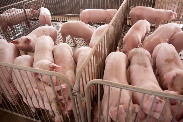 什么消毒剂能够很好地预防猪瘟？