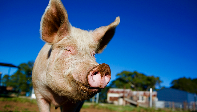 2022年全球养猪成本汇总！巴西是每公斤生猪生产成本最低的国家
