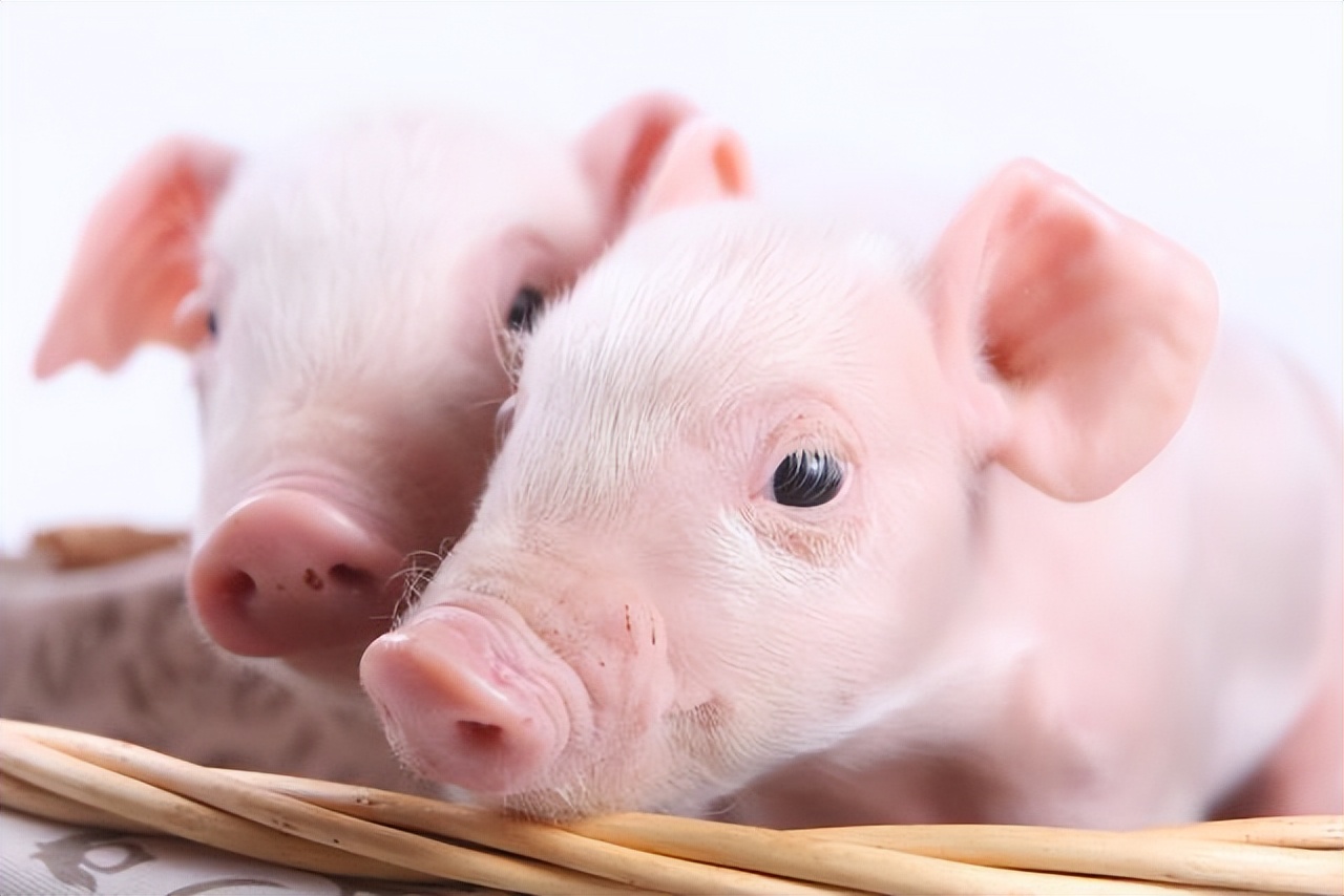 猪价涨幅有限！猪场疫病风险陡增，养殖户仍将面临2大难题！
