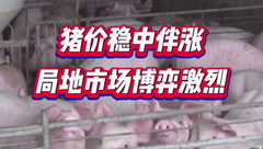 11月15日生猪价格：稳中伴涨！局地腌腊带动消费增量，但供应压力不减！