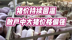 11月16日生猪价格：小幅连涨，但消费端利好支撑偏弱，市场供需博弈仍在持续！