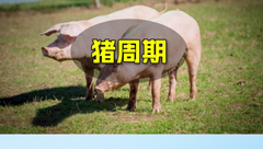 警惕！14家巨头年底还要出栏2786万头猪！