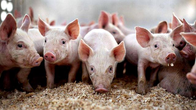猪价下降40%，生猪产能去化缓慢，大厂产能呈现“不降反增”？