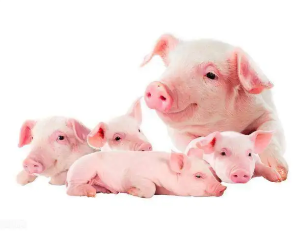 生猪价格大部上涨，猪价或将进入季节性上涨的阶段？